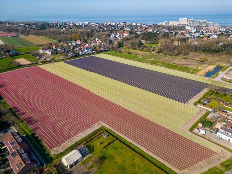 Blumenfelder mit Noordwijk und dem Meer